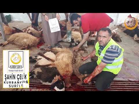 2018 Suriye Kurban Organizasyonu - Şahin ÇELİK